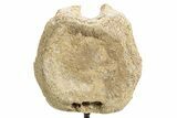 Fossil Hadrosaur Vertebra Centrum w/ Metal Stand - South Dakota #335487-3